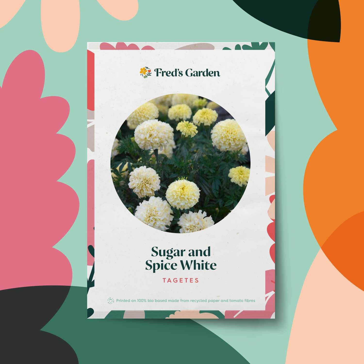 Afrikaantje 'Sugar and Spice White' (zaden)